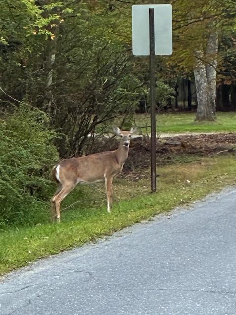 Share the road with this guy instead of traffic, contact me today to spring into you all season home